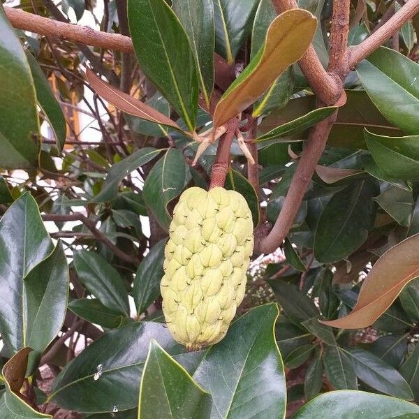 Magnolia grandiflora Frutto