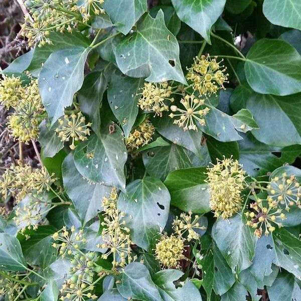 Hedera colchica Floare