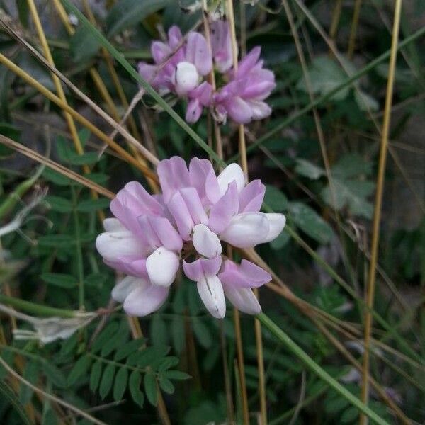 Coronilla viminalis Плід