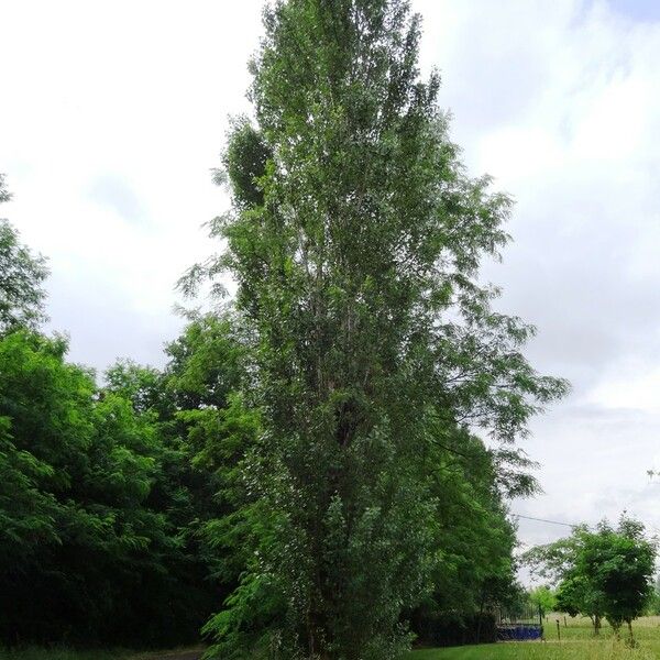 Populus nigra Hàbitat