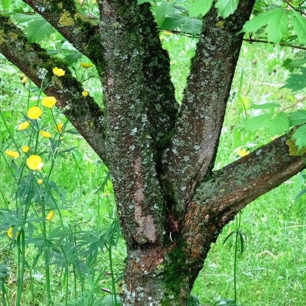 Acer cissifolium Bark