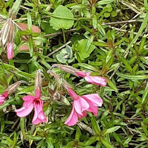 Phlox subulata Flor