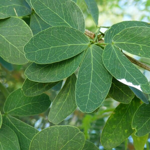 Pithecellobium dulce Leaf