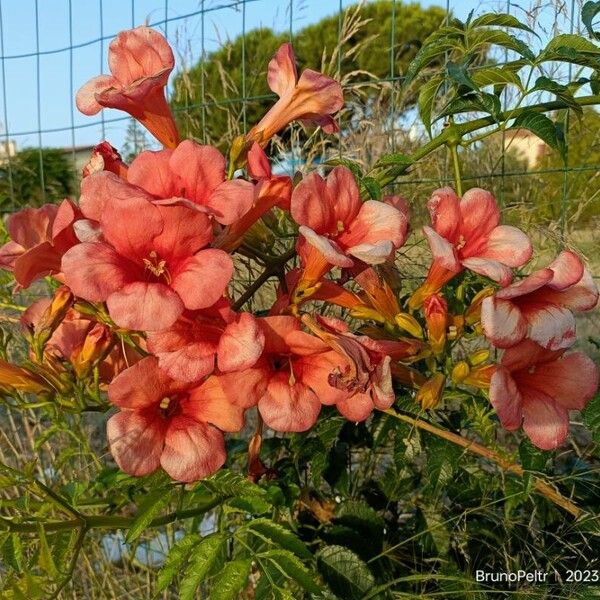 Campsis grandiflora Fiore