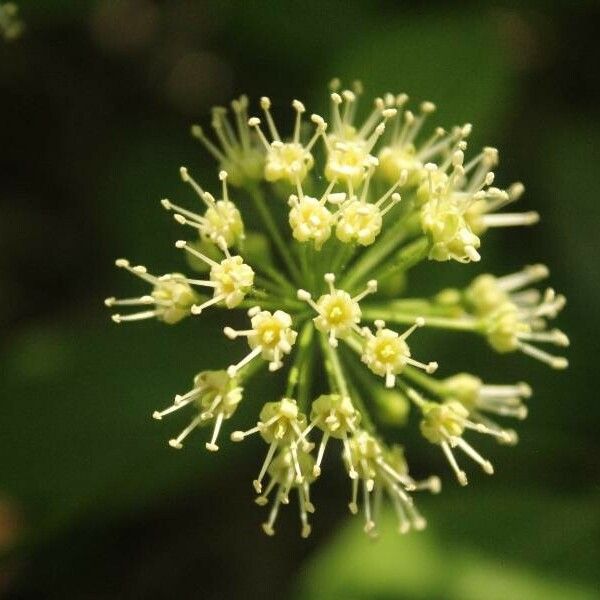 Aralia nudicaulis Blüte