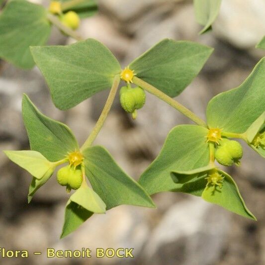 Euphorbia taurinensis অন্যান্য