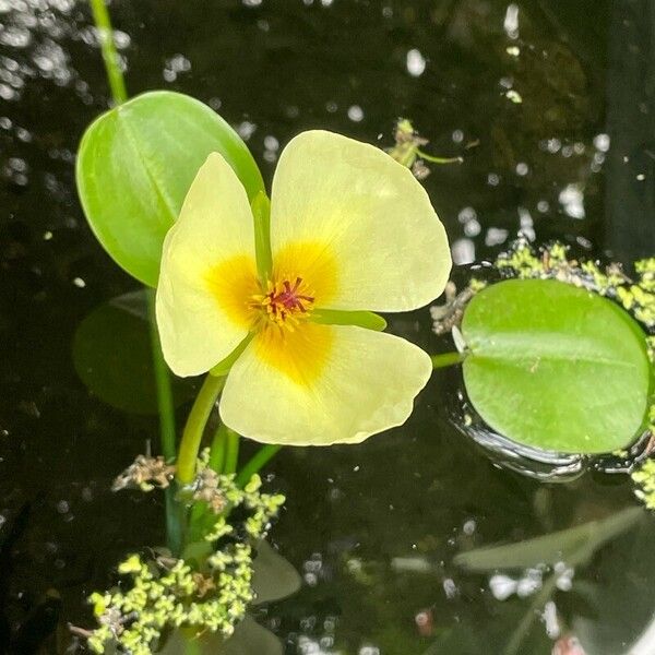 Hydrocleys nymphoides Flower