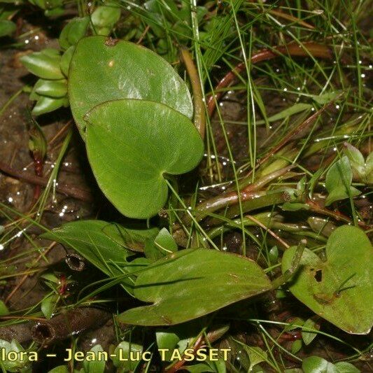 Caldesia parnassifolia Φύλλο