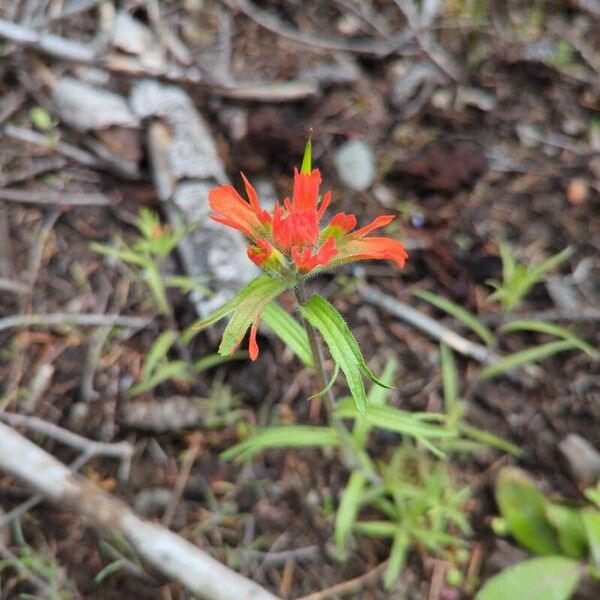 Castilleja hispida ᱵᱟᱦᱟ