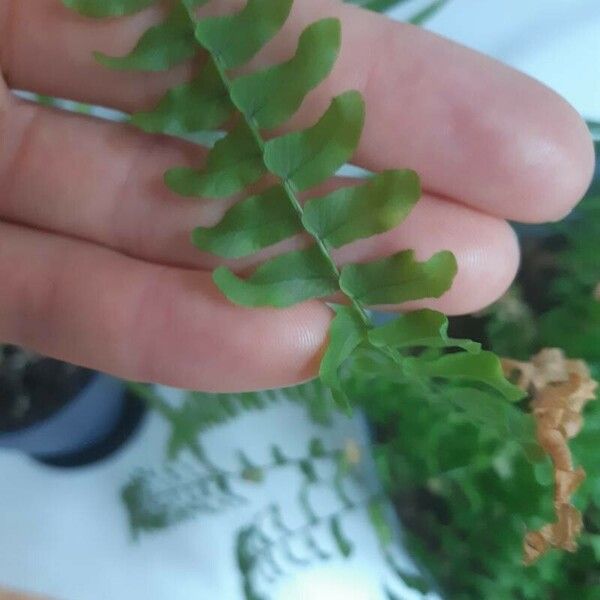 Asplenium platyneuron Leaf