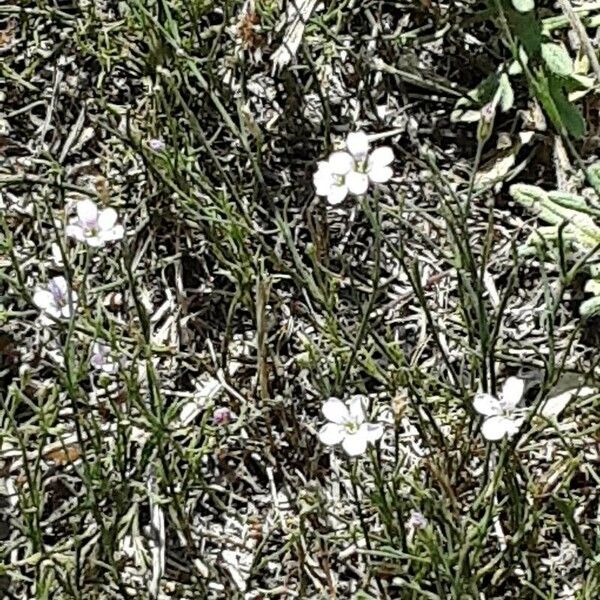 Petrorhagia saxifraga Λουλούδι