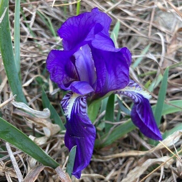 Iris lutescens Кветка