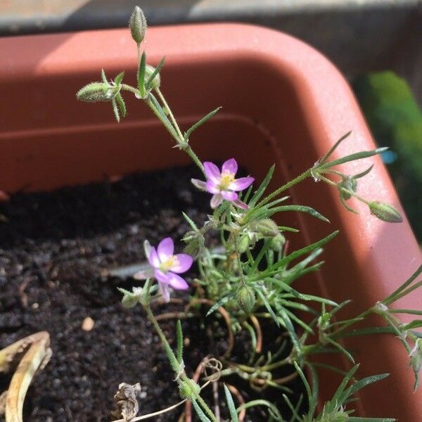 Spergularia rubra Flor