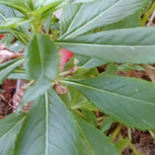 Impatiens balsamina Blad