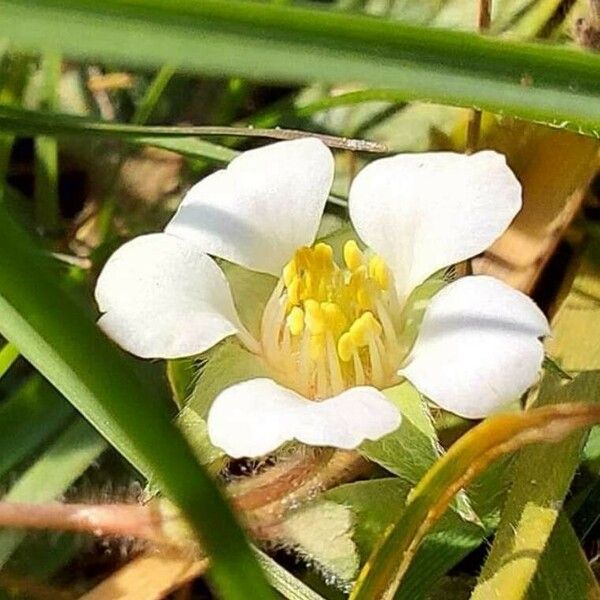 Potentilla sterilis Blüte