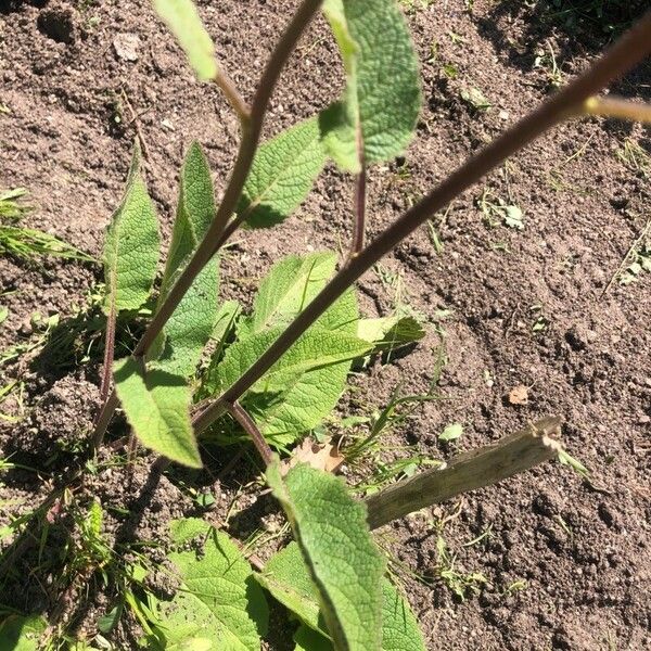 Verbascum phlomoides Leaf