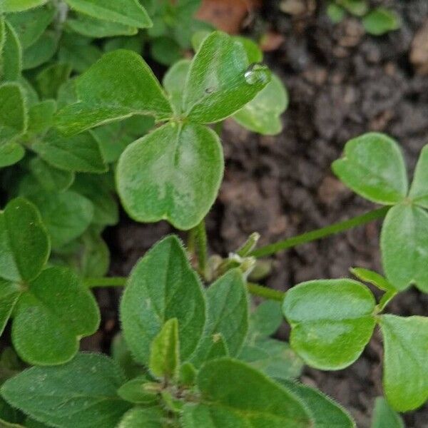 Oxalis tuberosa List