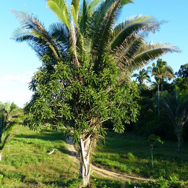 Buchanania arborescens Агульны выгляд