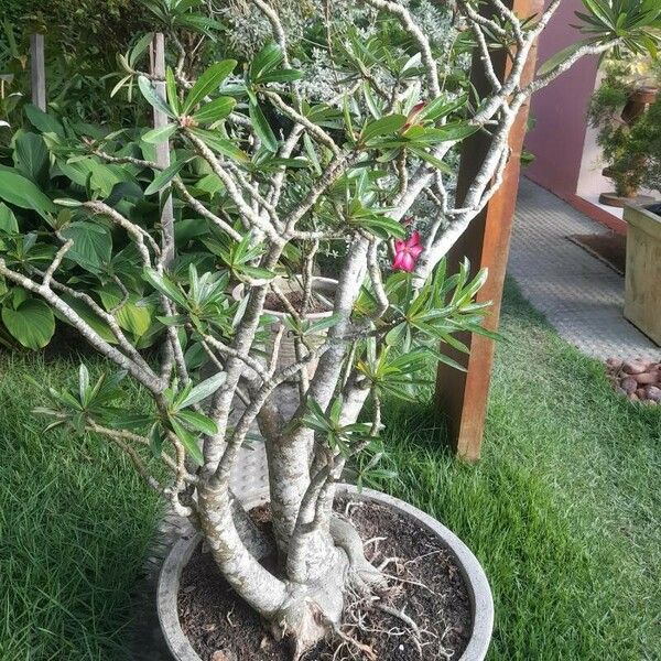 Adenium obesum Leaf