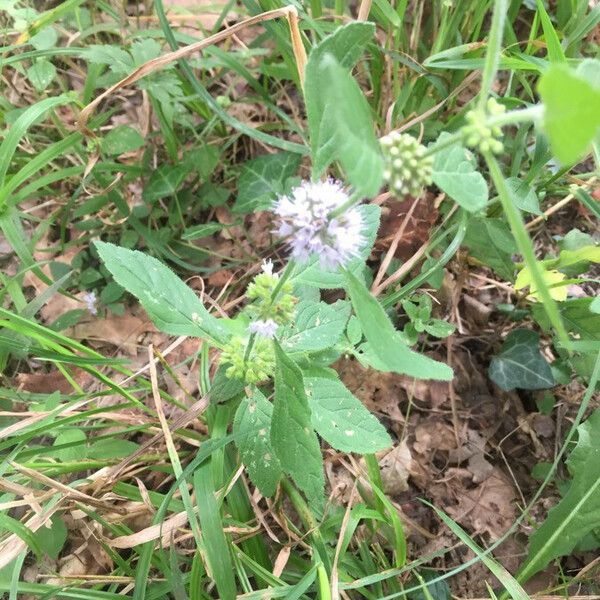 Mentha arvensis List