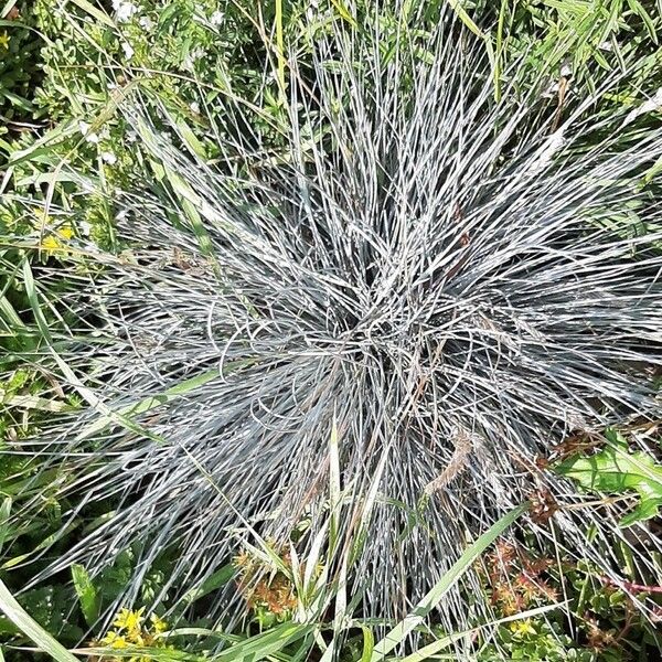 Festuca glauca Feuille