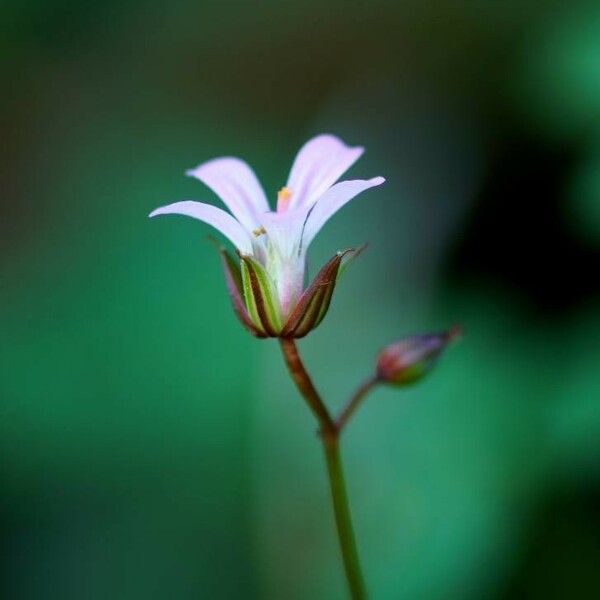 Sisyrinchium angustifolium Flor