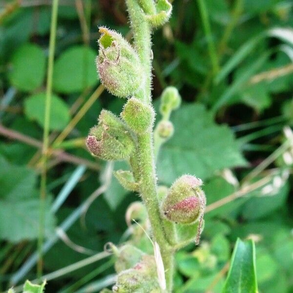 Antirrhinum siculum その他の提案