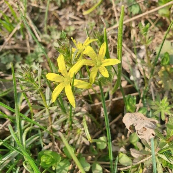 Gagea villosa Flor