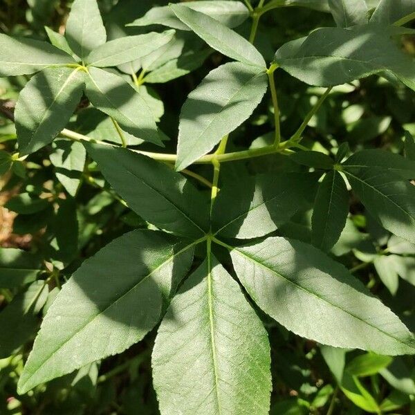 Aesculus californica Leaf