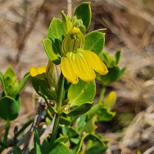 Justicia odora Floare