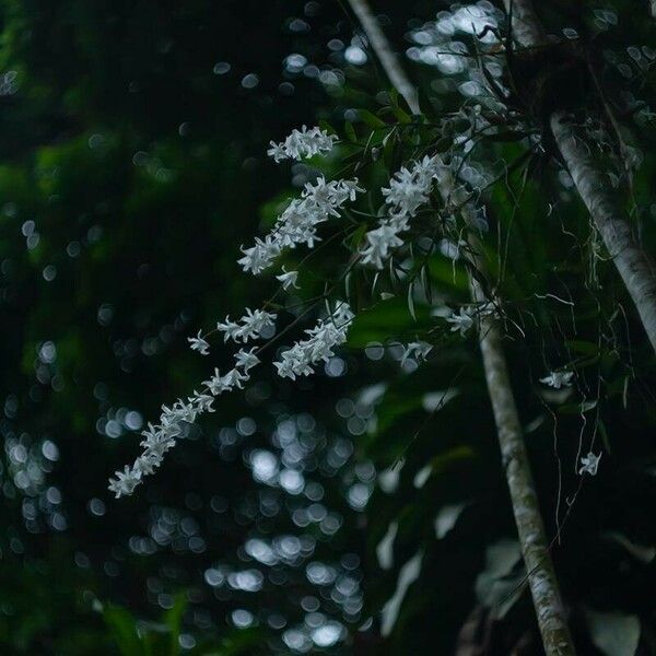 Dendrobium crumenatum Blomma