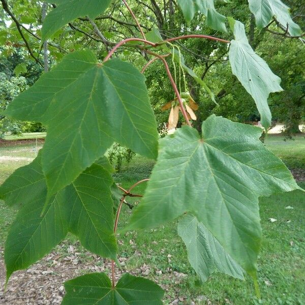 Acer caesium Leaf