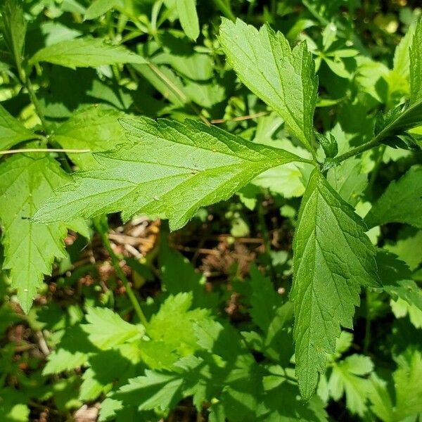 Geum laciniatum Hoja