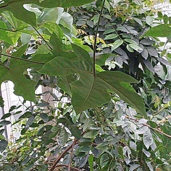 Brachychiton acerifolius Levél