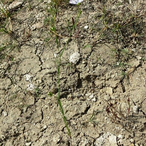 Linum bienne Natur