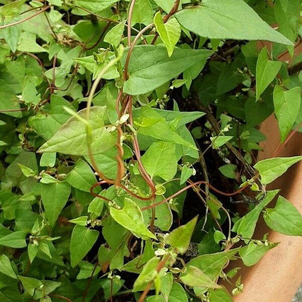 Fallopia convolvulus Rinde