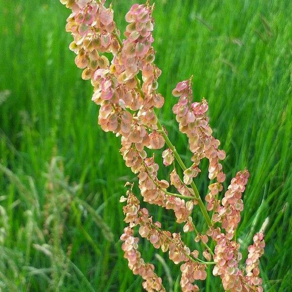 Rumex thyrsoides Kwiat