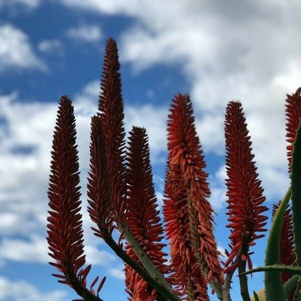 Aloe ferox Květ