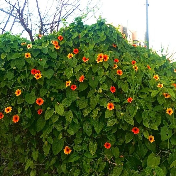 Thunbergia alata Habit