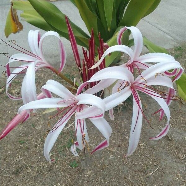 Crinum × amabile 花