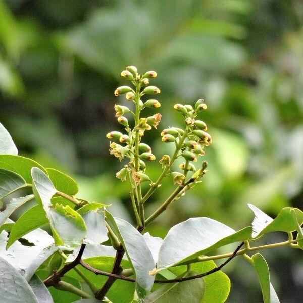 Pterocarpus officinalis Flor