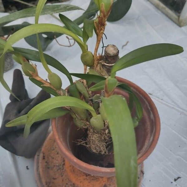 Coelogyne cristata Leaf