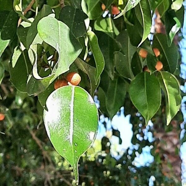 Ficus benjamina पत्ता