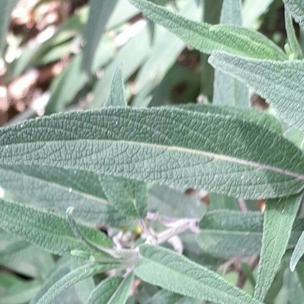 Salvia leucantha Feuille