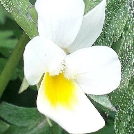 Viola arvensis Blüte