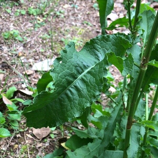 Rumex conglomeratus Hostoa