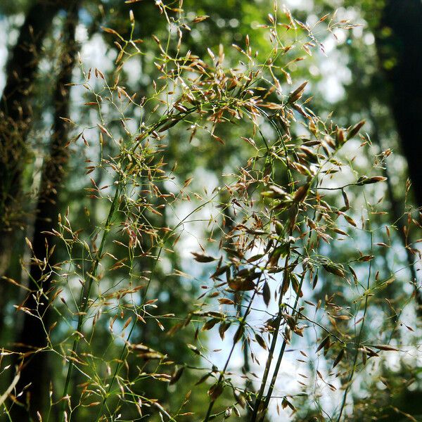 Agrostis gigantea Flor