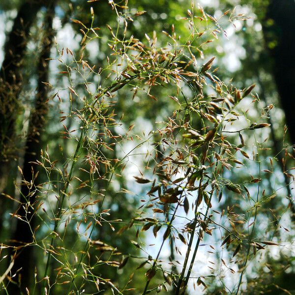 Agrostis gigantea Квітка