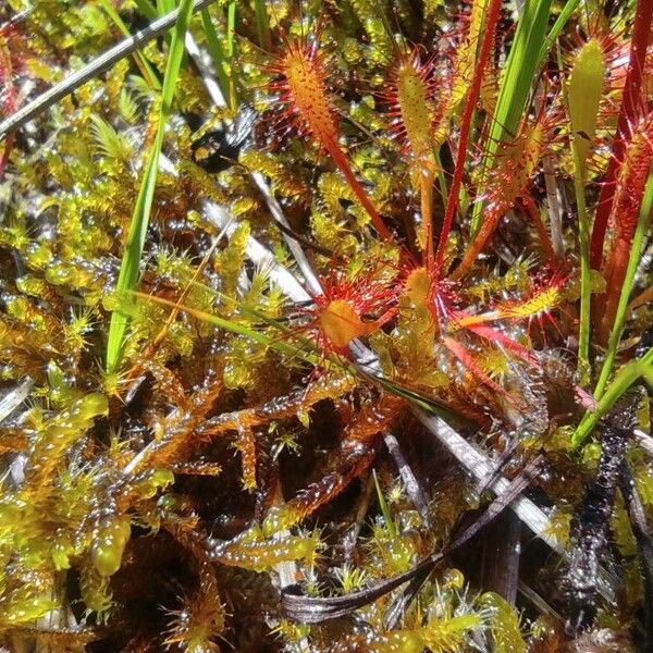 Drosera anglica पत्ता