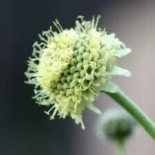 Cephalaria alpina 花